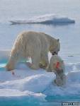 อึ้งเลย! ภาพ “หมีขั้วโลก” ฆ่ากินพวกเดียวกัน