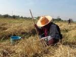 หนาวมาแล้งเริ่มเยือน ชาวบ้านหาขุด “หอยจูบ” ทำอาหาร-ลดค่าใช้จ่าย