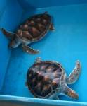 ไร้เงาเต่าทะเลขึ้นวางไข่แนวชายหาดอันดามัน คาดแม่เต่าลด