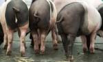 English city deters teens with pig dung