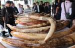 Record ivory seizures in 2011: watchdog