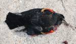คาดพลุไฟต้นตอนกหลายพันร่วงตายปริศนาในสหรัฐฯ สองปีซ้อน