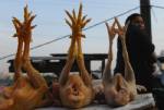 เวียดนามกำจัดไก่กว่า 2,500 ตัว ป้องกันหวัดนก