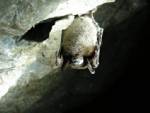 Up to 6.7 million bats dead from fungus: US