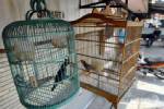 Indonesia reports second bird flu death this year