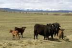 South Korea reopens market to Canadian beef