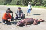 ชาวประมงพบโลมาหัวบาตรลอยตายขึ้นอึดที่หาดสำราญ