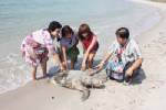 พบเต่าตนุขนาดใหญ่ตายเกยตื้นริมชายหาดแสงจันทร์