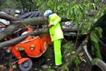 พายุฝนฟ้าคะนองอินโดฯทำชาวบ้านตาย7บาดเจ็บครึ่งร้อย
