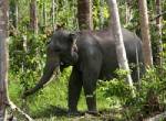 สื่อสหรัฐฯ ชี้ “ช้างไทย” สุดวิกฤต! คนจ้องล่าเอางาไปขาย-เอาเนื้อไปกิน