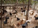 เร่งฉีดวัคซีนป้องกันโรคระบาดสุนัขของกลางด่านกักสัตว์นครพนม