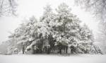 "Snow-white" born in village cut off by blizzard