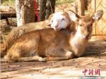 เฮ! คู่รักต่างพันธุ์ แกะ-กวาง เข้าประตูวิวาห์ รับวันวาเลนไทน์