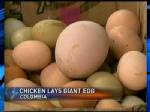 พบไข่ไก่ยักษ์ในโคลอมเบีย ใหญ่กว่าปกติถึง4เท่า!!