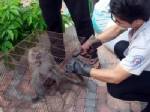 สลด! ลิงเขาตังกวนถูกไฟช็อต หลังออกหาอาหาร