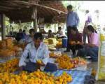 เกษตรมหาสารคามขยายองค์ความรู้เกษตรกรปลูกดาวเรืองเผยแพร่วงกว้าง
