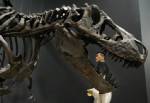 Out for a bite: T. rex was the greatest chomper