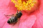 Adventure-seeking bees are a lot like us: study