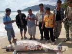 พบโลมาสีชมพูตายเกยหาด ที่นครศรีฯ