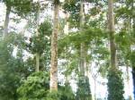 อบต.นาโยงเหนือ ดัน “ป่ายางนา” อายุกว่าร้อยปี เป็นสวนสาธารณะแห่งใหม่