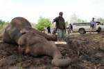 กาญจน์ร้อนจัดจน “ช้างตาย” พืชเกษตรเสียหายหนัก