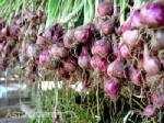 ตรังรับซื้อหอมแดงจากศรีษะเกษ 15 ตันเพื่อช่วยแก้ปัญหาหอมแดงล้นตลาด
