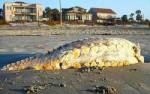 ชาวบ้านผงะ!! สัตว์ประหลาดยักษ์โผล่ชายหาดแคโรไลนา