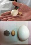 ทึ่งแม่ไก่ฮานอย ออกไข่ฟองใหญ่เท่าเม็ดถั่ว