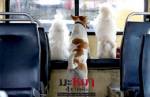 มะหมา 2