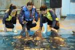 S.Korea court confiscates dolphins from show
