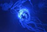 Jellyfish put the bite on Nicaragua