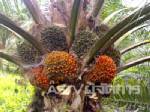รัฐเตรียมนำเข้าน้ำมันปาล์มทุบราคาร่วง ชาวสวนตรังกระอักซ้ำ