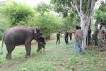 ประจวบฯ สนธิกำลังบุกจับคณะช้างโชว์เคลื่อนที่ ต้องสงสัยสวมรอยช้างป่า