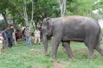 ประจวบฯ สนธิกำลังบุกจับคณะช้างโชว์เคลื่อนที่ ต้องสงสัยสวมรอยช้างป่า