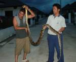 งูเหลือมตัวเขื่องโผล่เล่นน้ำลำเหมืองเชียงใหม่