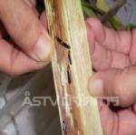 สุราษฎร์ฯ ประกาศ 5 อำเภอเป็นเขตภัยพิบัติ หลังแมลงศัตรูพืชระบาดหนัก