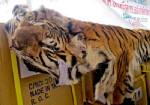 Frozen tiger parts among Thai police wildlife haul