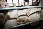 500,000 pigs in Chile to be slaughtered