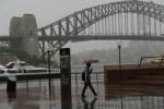 Cat hurled from Sydney bridge onto moving car