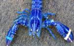 พบกุ้งมังกรสีฟ้าหายากนอกชายฝั่งแคนาดา
