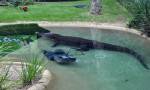 Australia mulls crocodile safari hunts