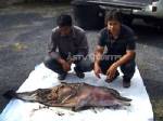 โหด!! ฆ่าลูกโลมาแล้วเฉือนเนื้อไปกินริมหาดตะเสะ ตรัง