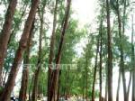 คลื่นกัดเซาะต้นสนหาดปากเมง ตรัง เข้าขั้นวิกฤต