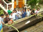 ชาวหนองบัว เมืองกาญจน์ แห่ชมเรือไม้ตะเคียนอายุนับร้อยปี หลังพบในแม่น้ำแควใหญ่