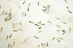 Brazil to breed GM mosquitoes to combat dengue