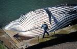 Dead whale found in Australian ocean pool