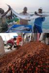 ตลาดอาหารอินโดนีเซียนำเข้า-ส่งออกเติบโตต่อเนื่อง