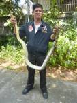 Giant pregnant Burmese python caught in Florida