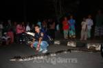 ระทึกงูเหลือมยาวกกว่า 4 เมตรเลื้อยขวางถนนกลางเมืองเบตง คาดร้อนจัดออกหาที่อยู่ใหม่