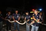 ระทึกงูเหลือมยาวกกว่า 4 เมตรเลื้อยขวางถนนกลางเมืองเบตง คาดร้อนจัดออกหาที่อยู่ใหม่